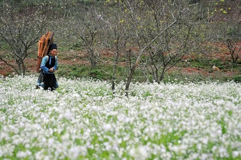 Moc Chau- a plateau of flowers - ảnh 3